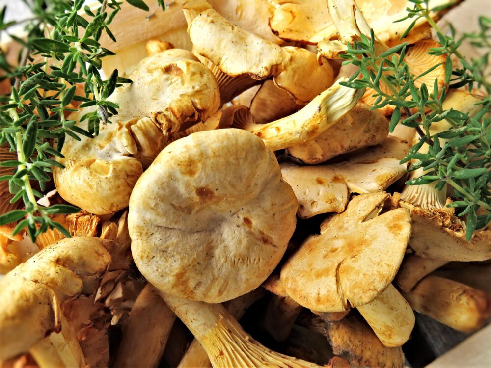 Pfifferlinge